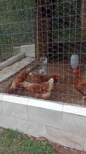 un perro tirado en el suelo en una jaula en Biju's Little Farm, en Ibiúna