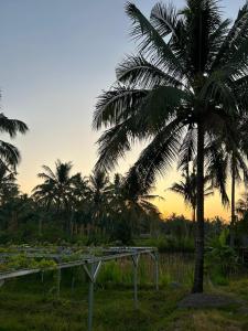 BayanRinjani Eco Villa Senaru的相册照片