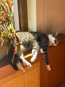 a cat laying on a window sill next to a plant at Casa TaMi in Piatra Neamţ