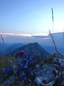 Una montaña con flores azules encima. en Ferienwohnung Bergliebe, en Staudach-Egerndach