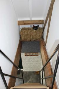 a view from the top floor of a house with a cat laying on a cat at De hooizolder Hofstay195 in Achterveld