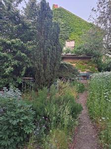 a garden with a building with a ivy covered roof at Im Efeu in Großniedesheim
