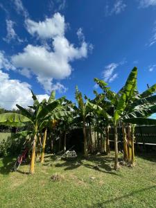 a group of banana trees in a field with a blue sky at Ldzaa House in Lidzava