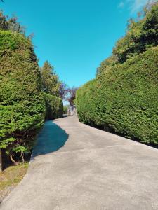 a path between two hedge hedges with a blue sky at Rooms at Ballysax House in The Curragh