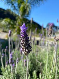a purple flower is growing in a garden at Casarão Biazolli in Farroupilha