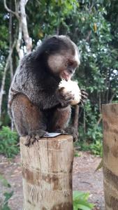 Altri animali domestici presso lo chalet o nei dintorni