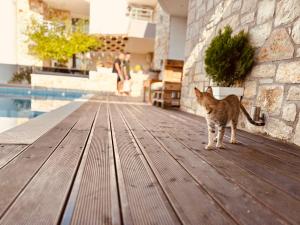 un gato parado en una terraza de madera junto a una piscina en Villa Merkuri en Himare