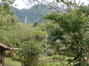 a forest of trees with a waterfall in the background at Sapiens house"la Gallita de roca" in Cali