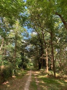 un camino de tierra en medio de un bosque en Studio rénové tout confort, en Donnery