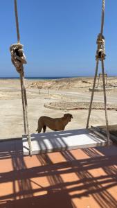 a dog standing on a swing in the desert at Deep South Hostel in Marsa Alam City