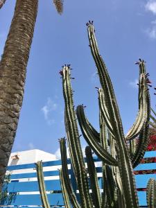 un groupe de cactus devant un bâtiment dans l'établissement Casa Cactus, à Corralejo