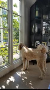 um cão parado em frente a uma janela em Moose Manor Guest Suite - Houston em Houston