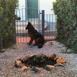 un perro sentado frente a una valla en Domu Mia, en Cattolica