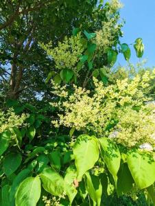 Gallery image of The Lilac Bungalow in Kingston +11 photos