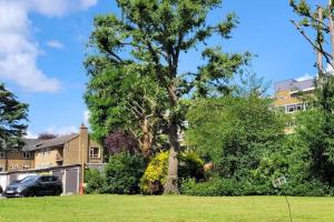 a tree in a yard in front of a house at Antoni's Apartment in London