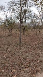 a tree in a field with leaves on the ground at Amarula Tree Hotel in Mikumi