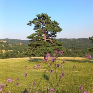 un albero in mezzo a un campo con fiori viola di Apartman Popović - Vila Gorštak a Divčibare