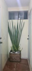 a plant in a wooden box in a hallway at Hospedaje Real Ixiim Habitación (2) personas in Mineral del Monte