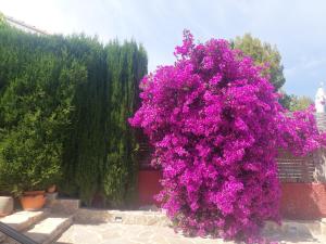 Fotografie z fotogalerie ubytování Chalet con piscina en Liria v destinaci Lliria