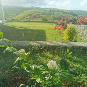 a flower in the grass with a view of a field at Panoramic Paradise in Rodrigues Island
