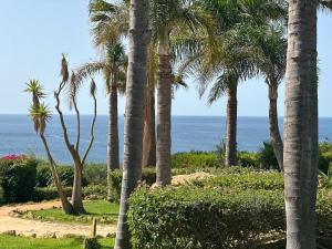un grupo de palmeras y el océano en Vila Luz, en Luz