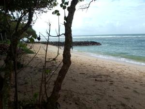 a beach with a tree and the ocean at GALINA BEACH RESORT in Weligama