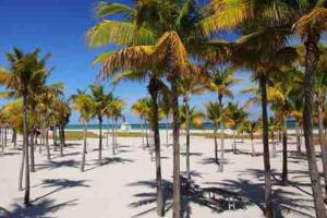 um grupo de palmeiras numa praia arenosa em Orange You Glad you came em Miami