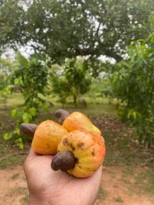 een persoon die een bos fruit omhoog houdt bij Cinty Guest House in Dambulla