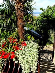 a garden with red and white flowers and a palm tree at Apartment Sea Garden in Ičići