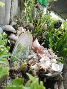 a garden with shells and plants in a garden at Shirley's Cottage - Pamilacan Island in Baclayon