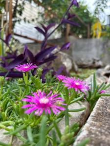 a group of purple flowers in a garden at Apartmani Krolo Trogir otok Čiovo in Trogir