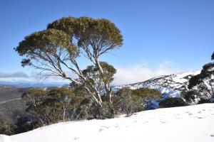 a tree on top of a snow covered hill at Alpine Heights 9 in Mount Hotham