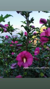 um ramo de flores cor-de-rosa numa planta em Ostello ninin de ma' em Framura