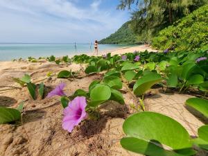 a bunch of purple flowers on a beach at SunBoo Beach Bungalows in Koh Rong Sanloem