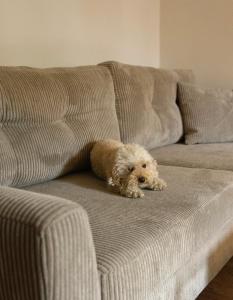 a small dog laying on a couch at Showroom Central Apartment in Šiauliai