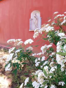 ノーヴィ・リーグレにあるVilla Capanninaの赤い建物前の白い花の茂み