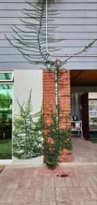 Fotografie z fotogalerie ubytování Grapevine Garden v destinaci Kota Kinabalu
