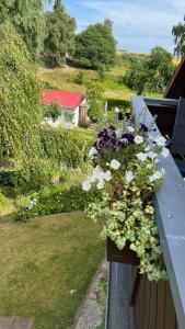 einen Pflanzer auf einem Balkon mit Blumen darauf in der Unterkunft Ferienwohnung Stockrose in Lohme