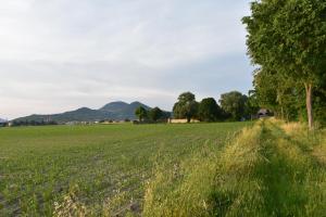 un campo de hierba con un árbol en el medio en TENUTA BORGATO MORELLI en Este