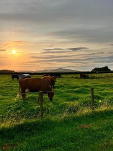 a group of cows grazing in a field at sunset at Star Scape in Markinch