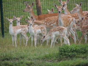 Altri animali domestici presso the country house o nei dintorni