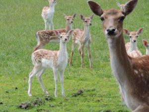 Altri animali domestici presso the country house o nei dintorni