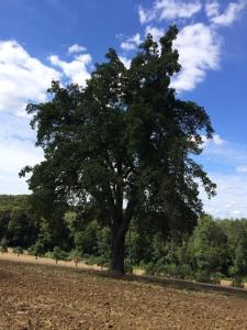 a large tree in the middle of a field at Alte Schmiede in denkmalgeschützter Hofanlage in Messerich
