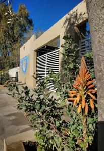 a building with a plant in front of it at Alquileres Grutenses in Las Grutas