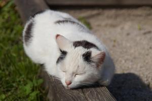 Domácí mazlíčci ubytovaní s hosty v ubytování Ferienhaus Zwickelreith