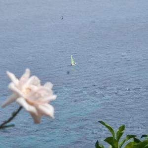 a white flower with a sail boat in the water at Casa Bellavista in Bergeggi