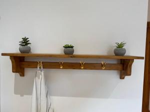 a wooden shelf with three potted plants on it at Appartement Antikverliebt Aken in Aken