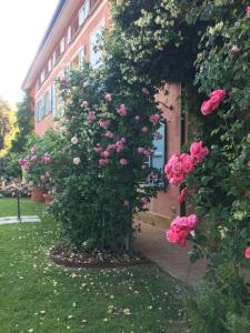 Ein paar Rosen wachsen vor einem Gebäude in der Unterkunft Tenuta Cantaia in San Lorenzo in Collina