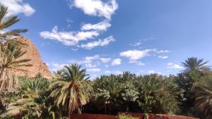 a group of palm trees in front of a rock at Auberge Camping Garde of Eden LE LAC in Tinerhir