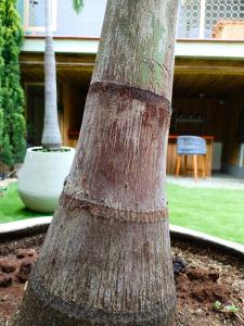 een afsluiting van een boom in een tuin bij DUO BOUTIQUE HOTEL in Medellín